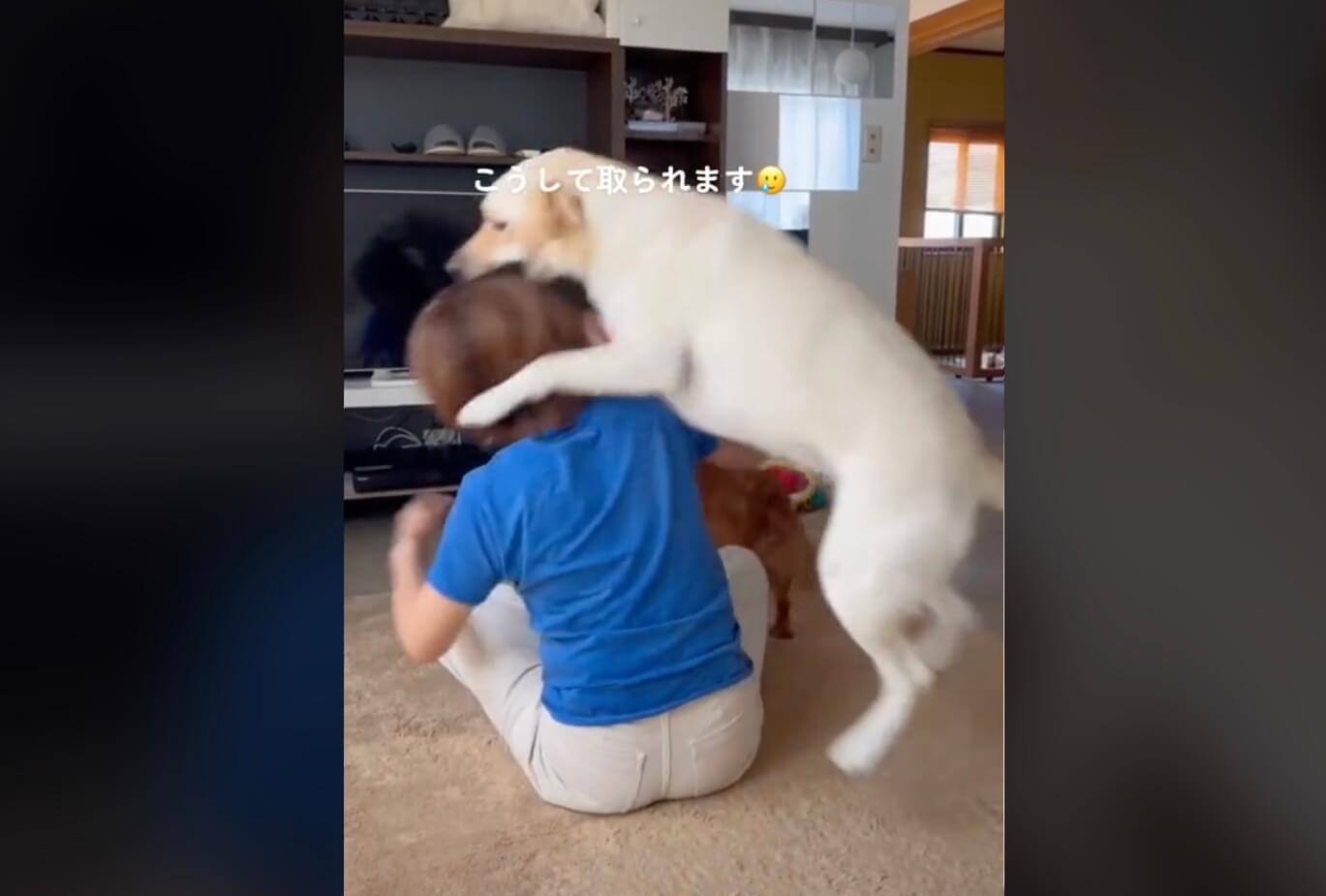 ラブラドールレトリーバー,動画