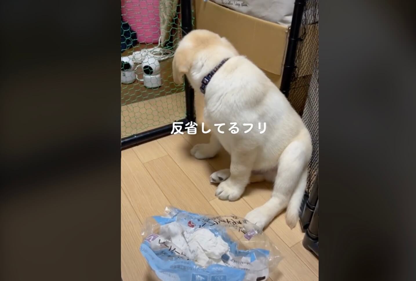 ラブラドールレトリーバー,動画