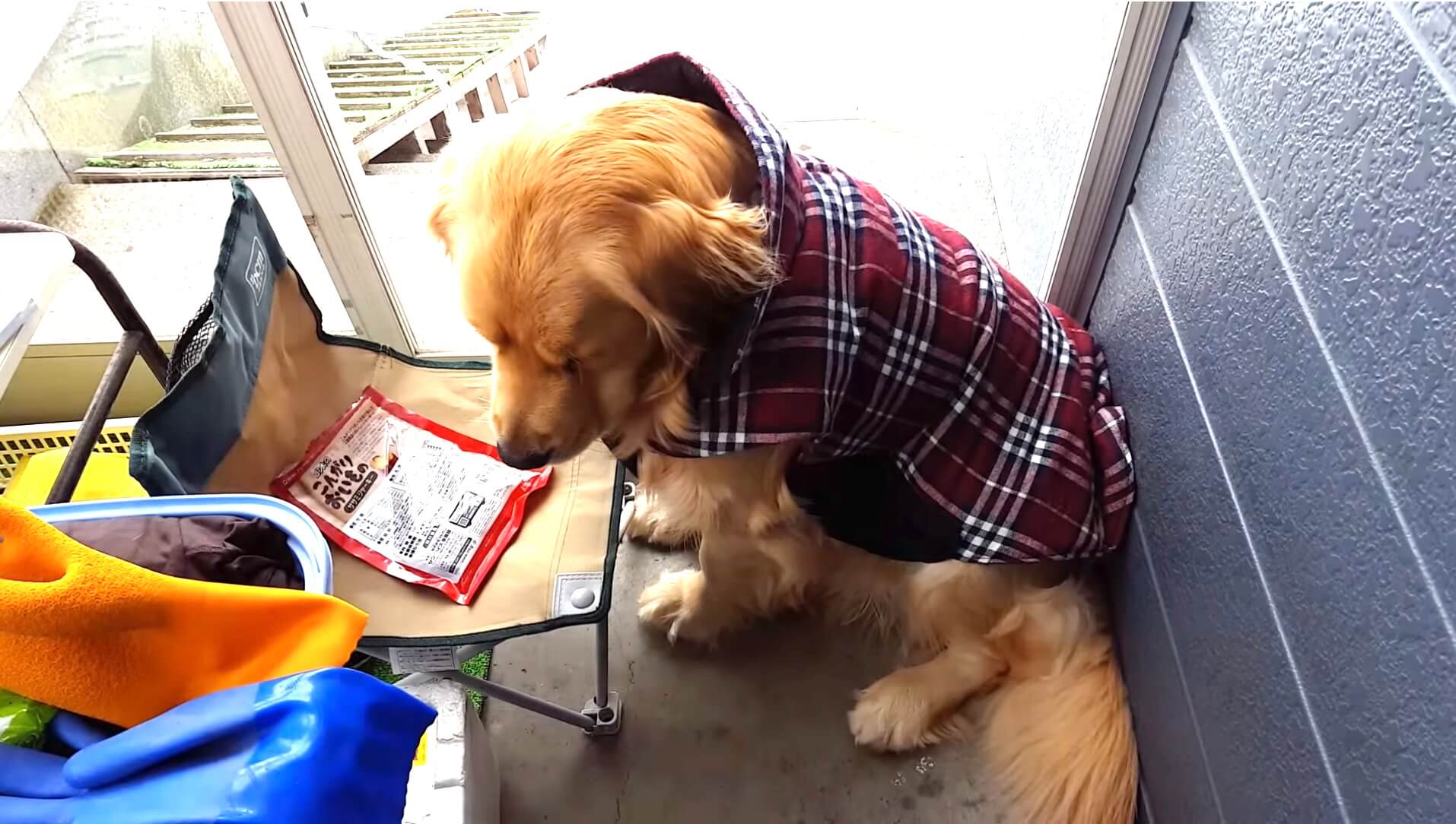 ゴールデンレトリーバー,動画