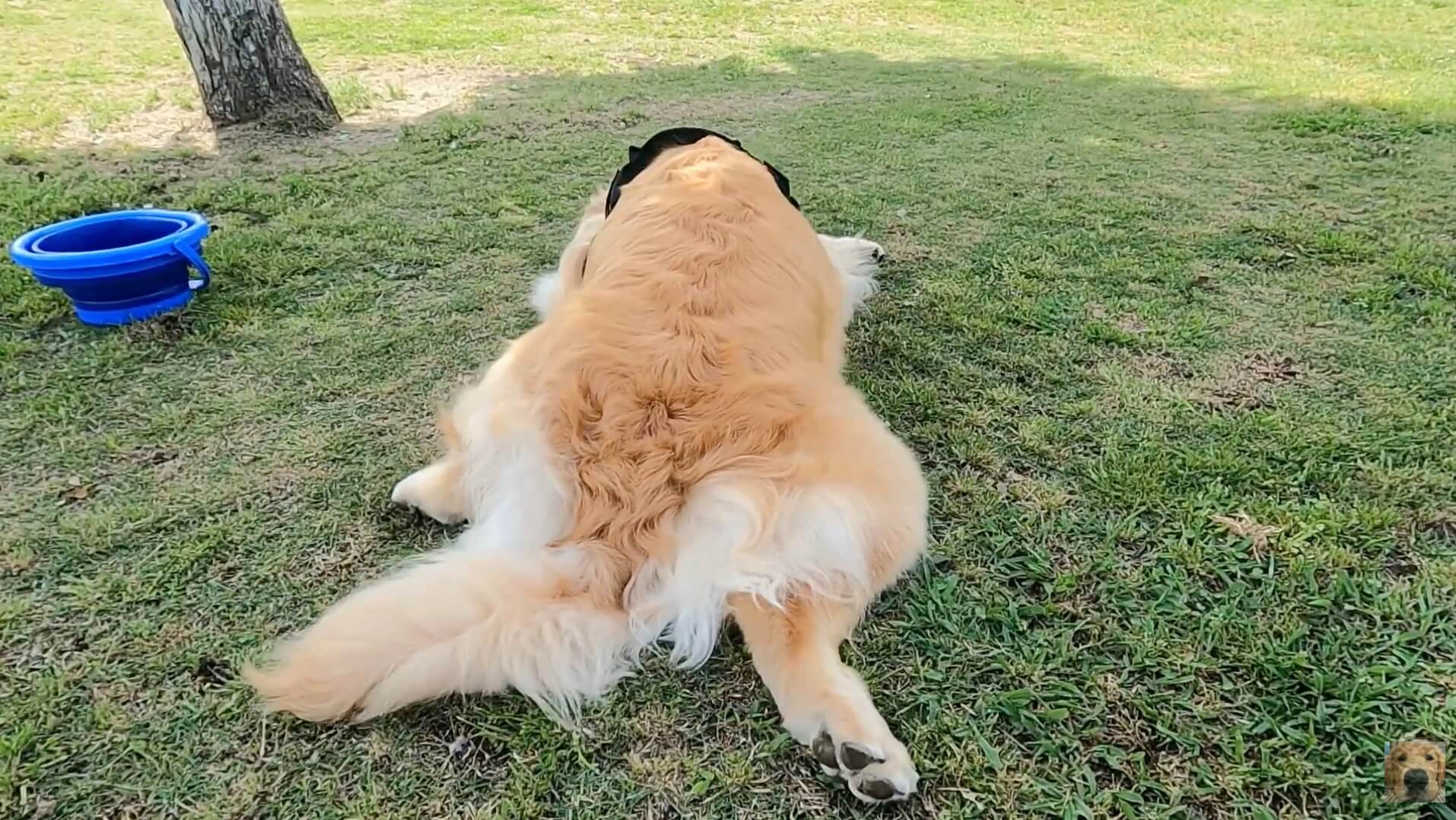 ゴールデンレトリーバー,動画