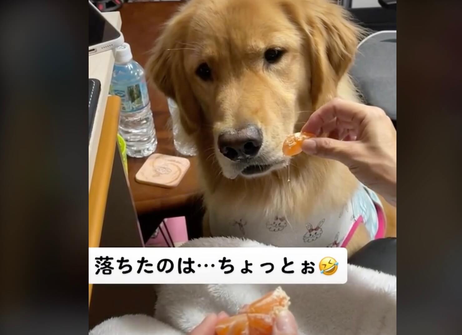 ゴールデンレトリーバー,動画