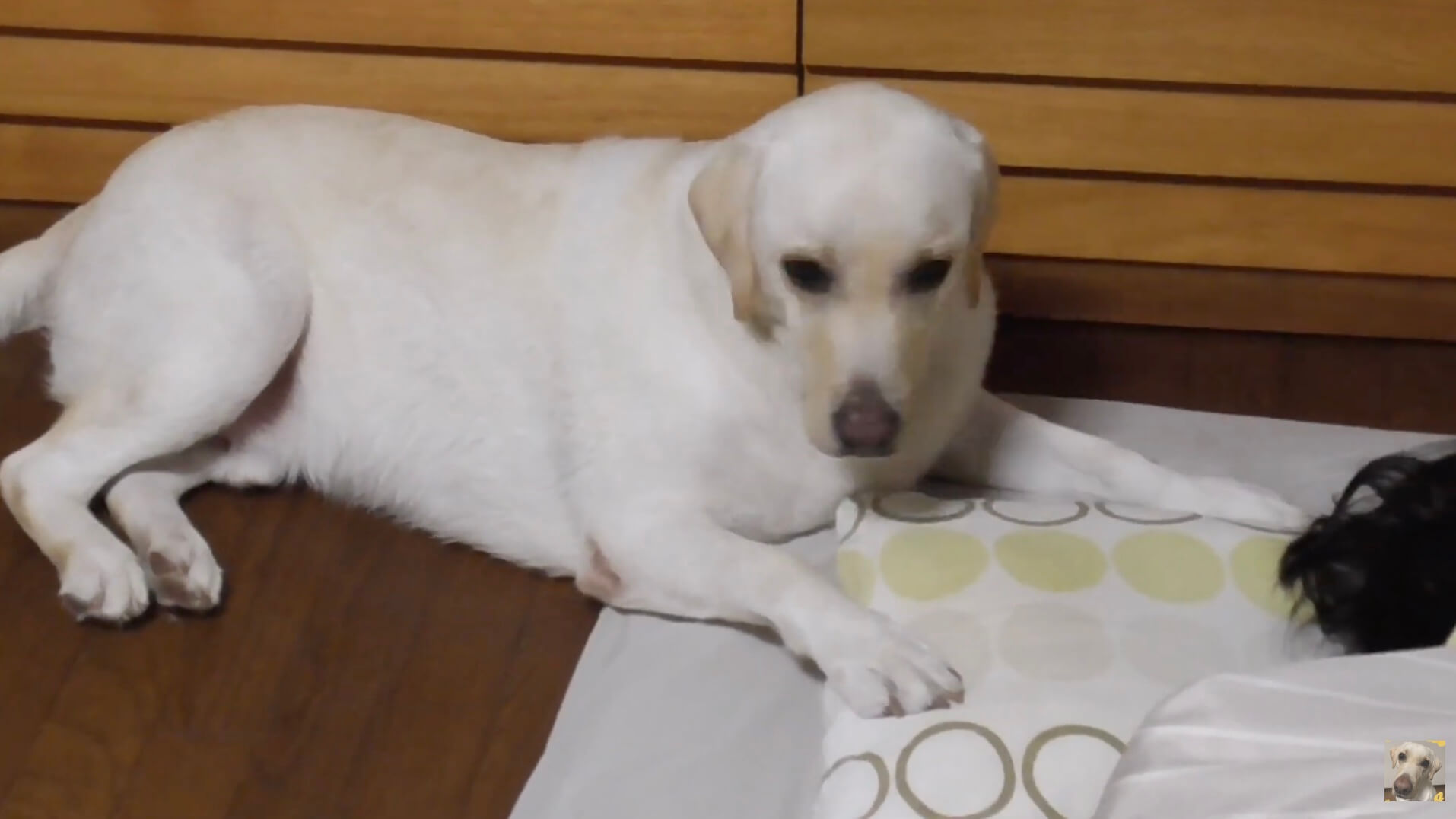 ラブラドールレトリーバー,動画