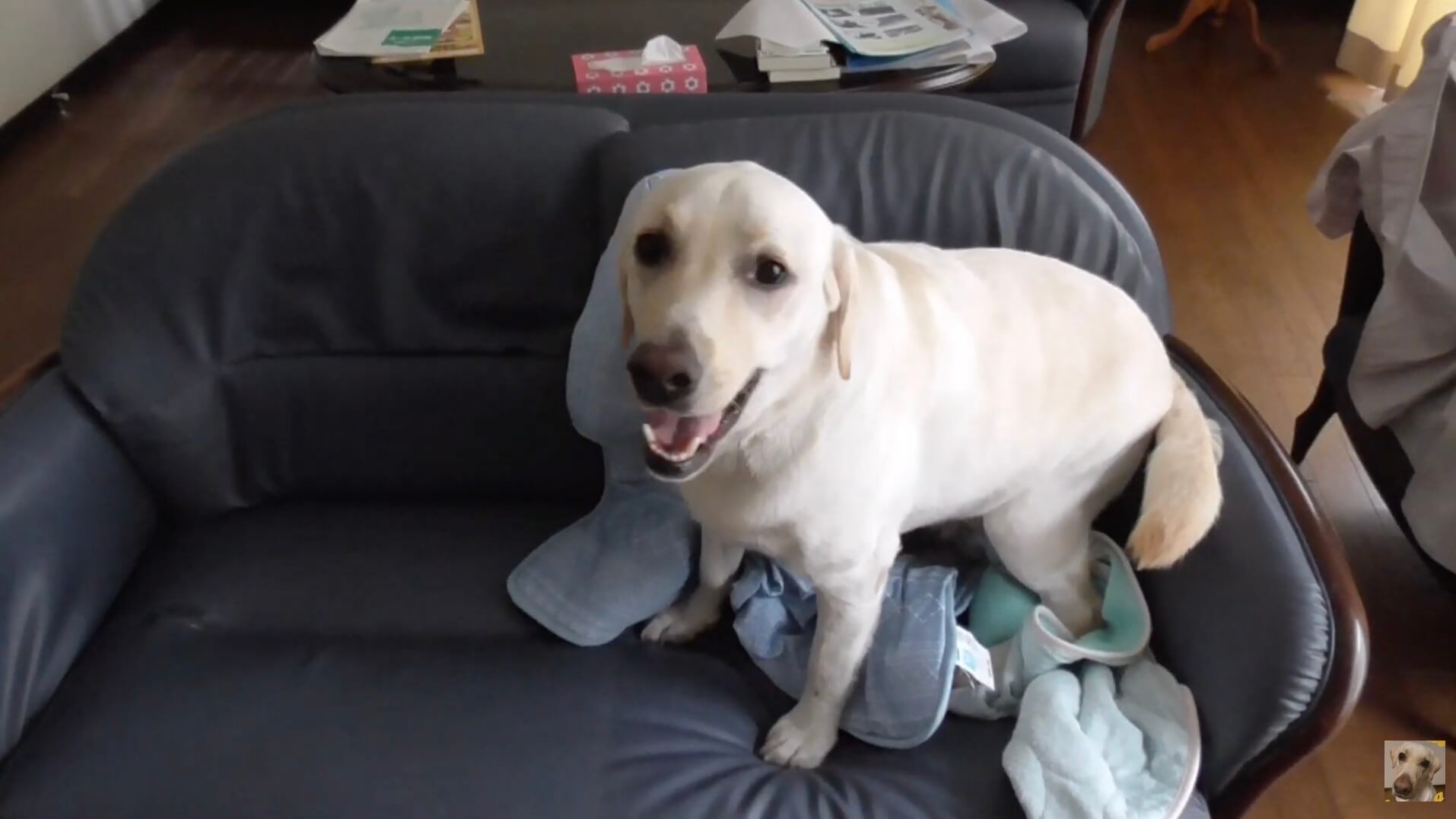 ラブラドールレトリーバー,動画