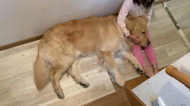 ゴールデンレトリーバー,動画