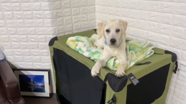 ラブラドールレトリーバー,動画