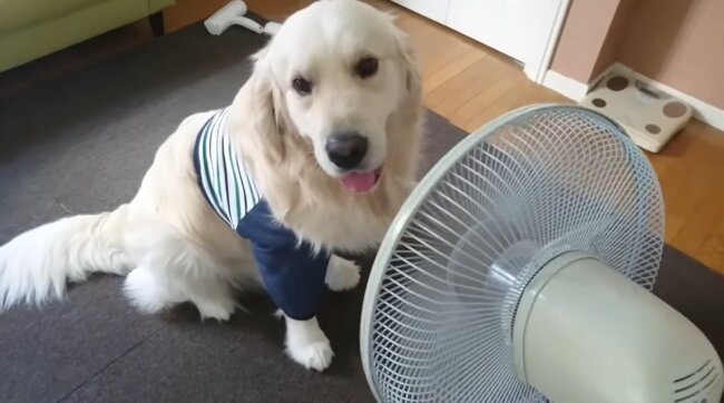 ゴールデンレトリーバー,動画