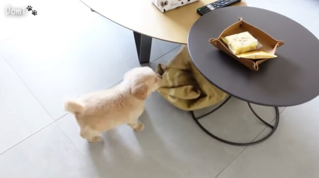 ゴールデンレトリーバー,動画