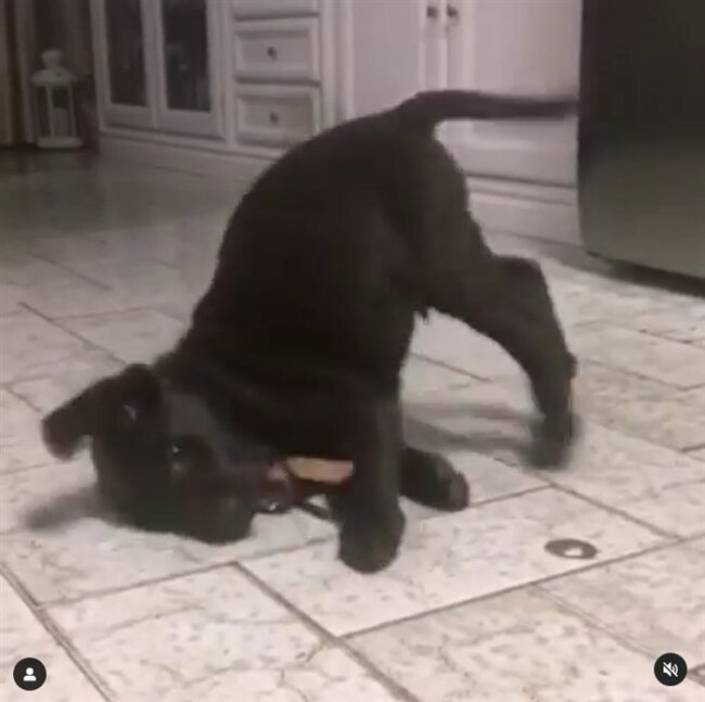 ラブラドールレトリーバー,動画