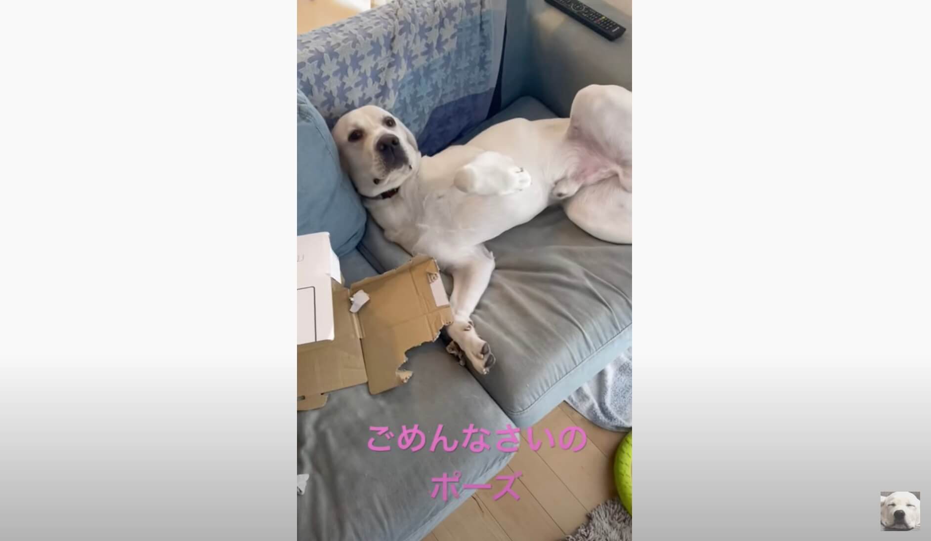 ラブラドールレトリーバー,動画