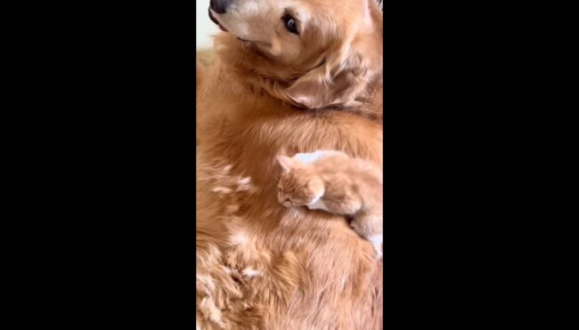 ゴールデンレトリーバー,動画