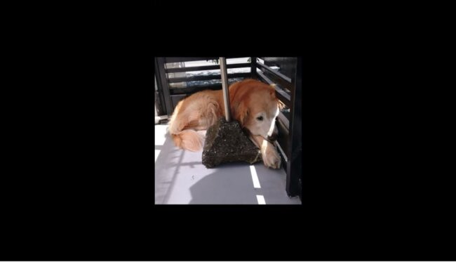 ゴールデンレトリーバー,動画