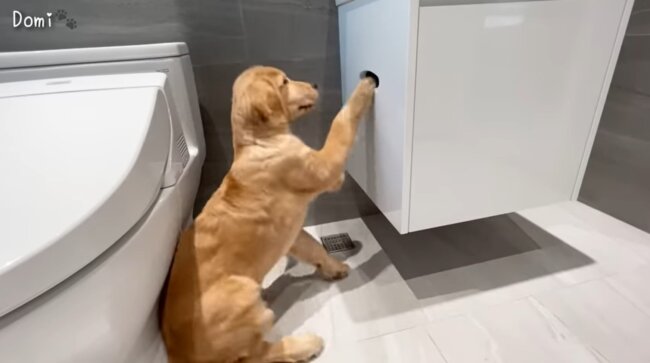 ゴールデンレトリーバー,動画