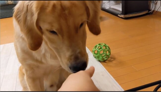 ゴールデンレトリーバー,動画