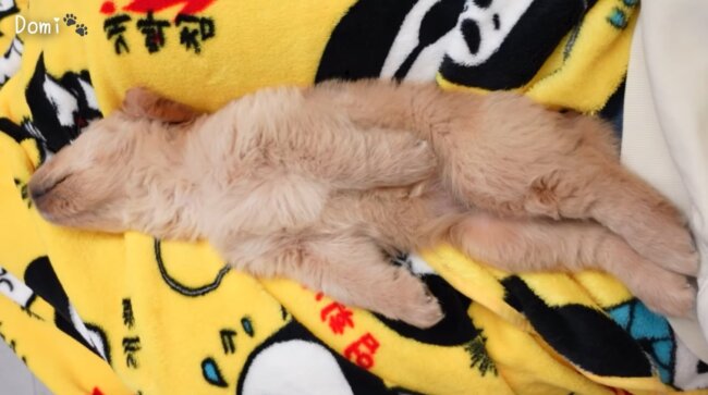 ゴールデンレトリーバー,動画