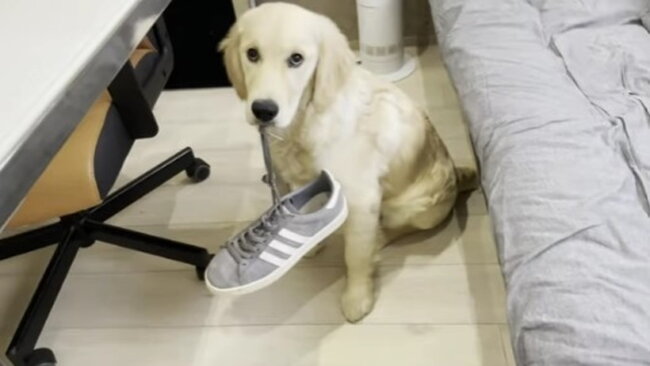 ゴールデンレトリーバー,動画