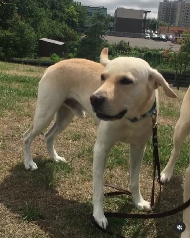 ラブラドールレトリーバー,動画