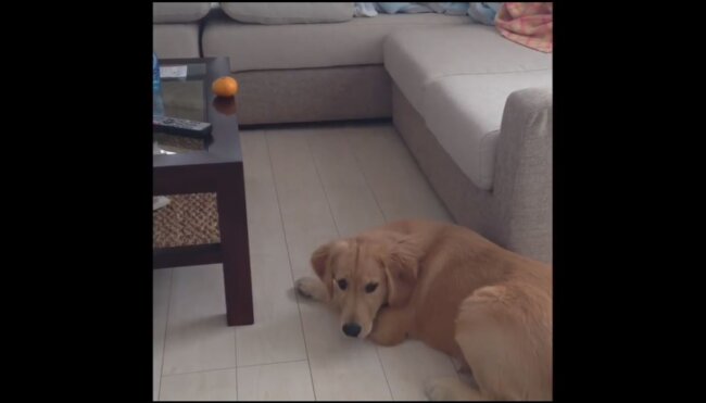 ゴールデンレトリーバー,動画