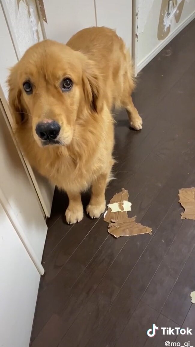 ゴールデンレトリーバー,動画