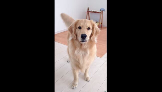 ゴールデンレトリーバー,動画