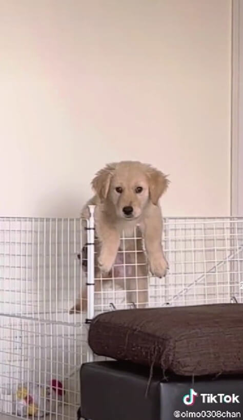 ゴールデンレトリーバー,動画