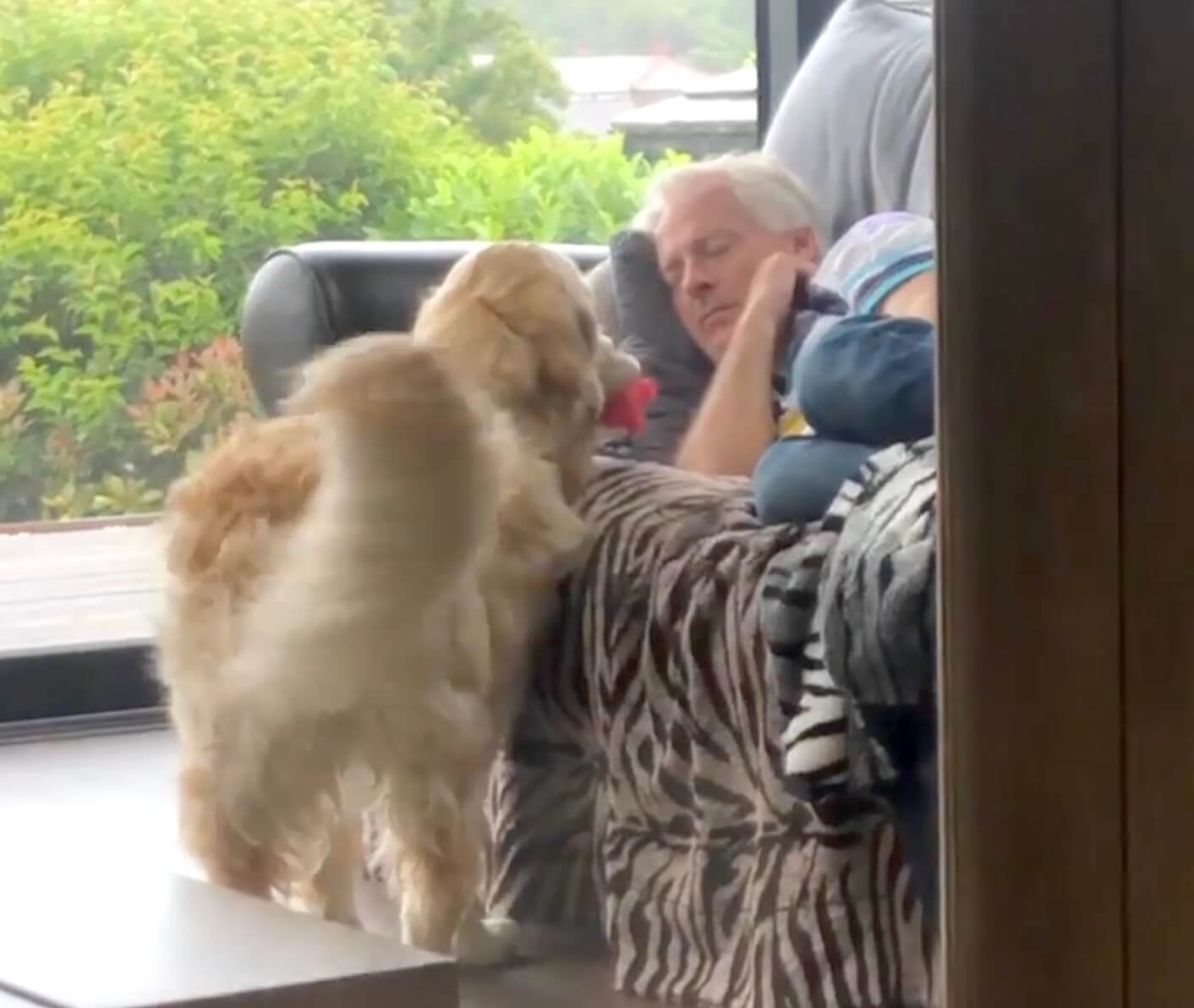 ゴールデンレトリーバー,動画