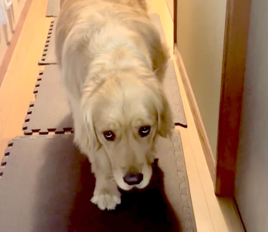 ゴールデンレトリーバー,動画