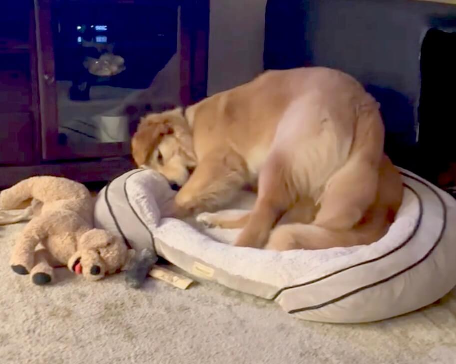 ゴールデンレトリーバー,動画