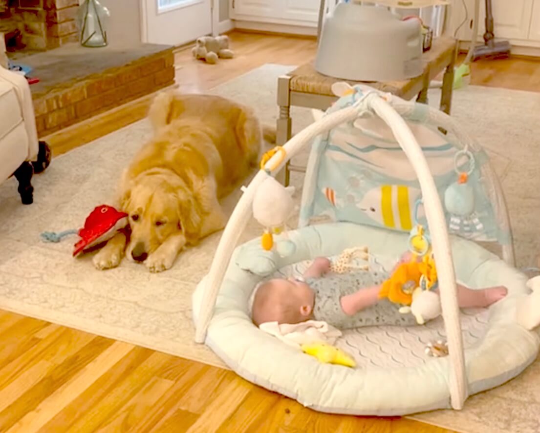 ゴールデンレトリーバー,動画