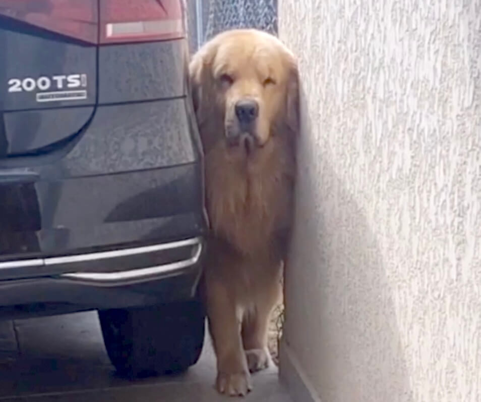 ゴールデンレトリーバー,動画