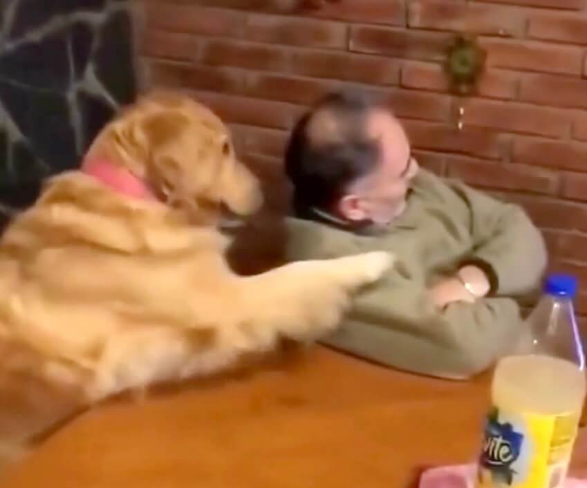 ゴールデンレトリーバー,動画