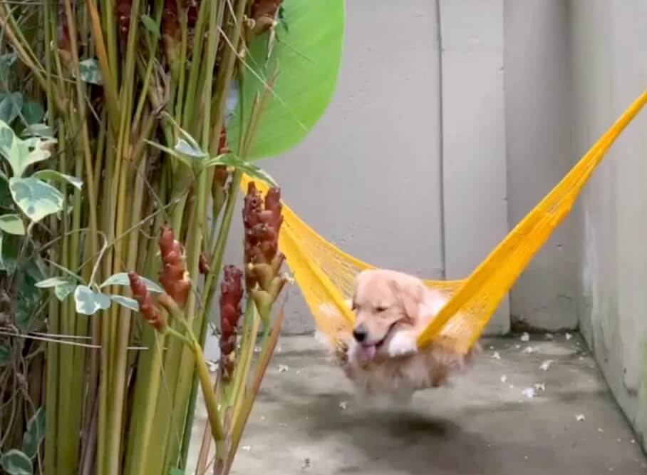 ゴールデンレトリーバー,動画