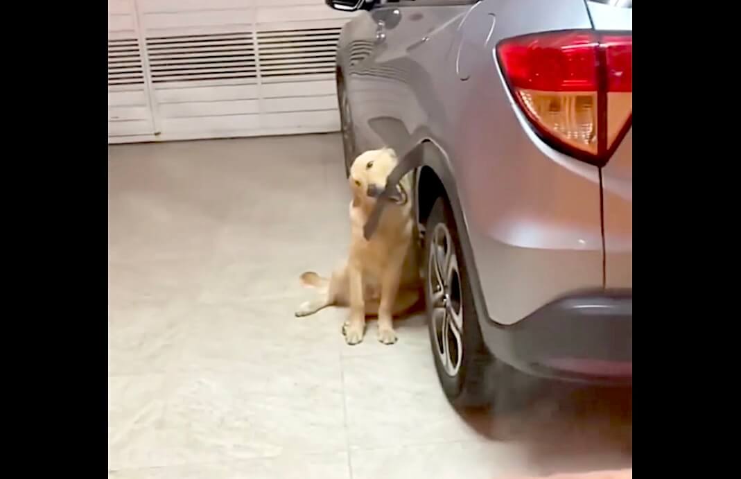 ゴールデンレトリーバー,動画