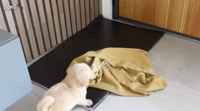 ゴールデンレトリーバー,動画