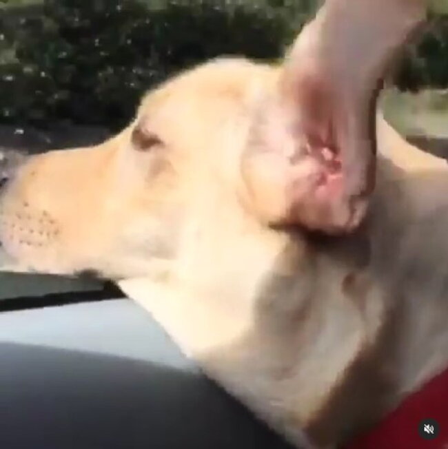 ラブラドールレトリーバー,動画