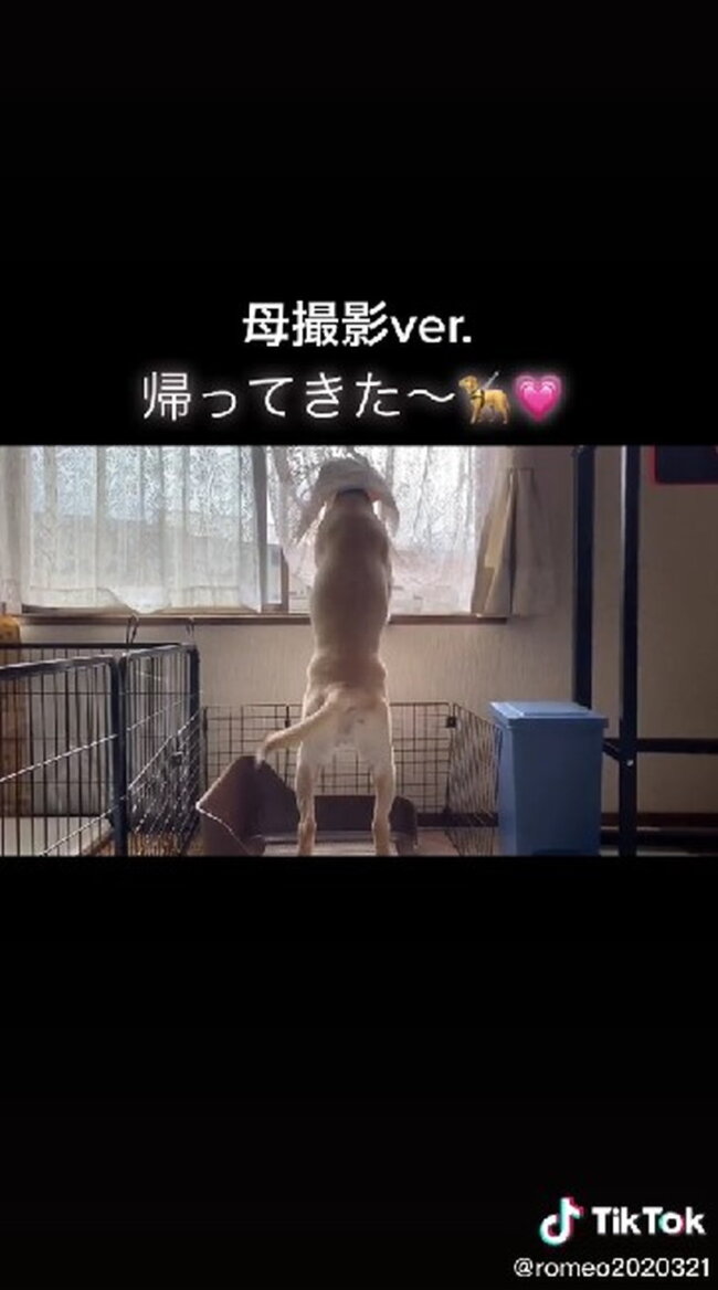 ラブラドールレトリーバー,動画