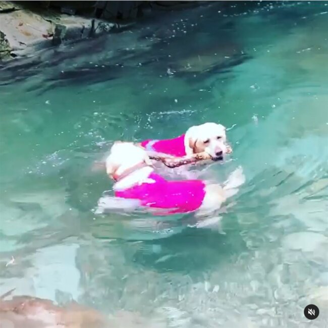 ラブラドールレトリーバー,動画