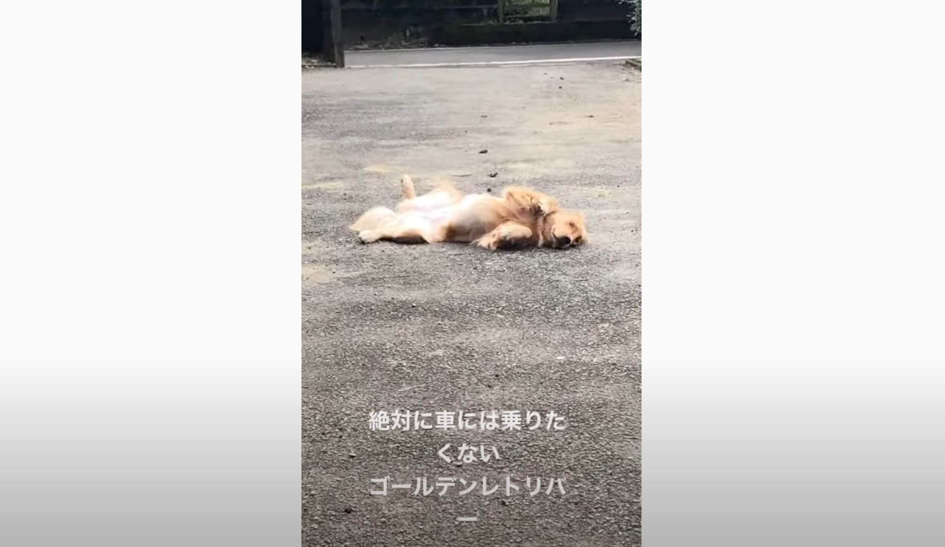 ゴールデンレトリーバー,動画