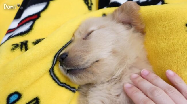 ゴールデンレトリーバー,動画