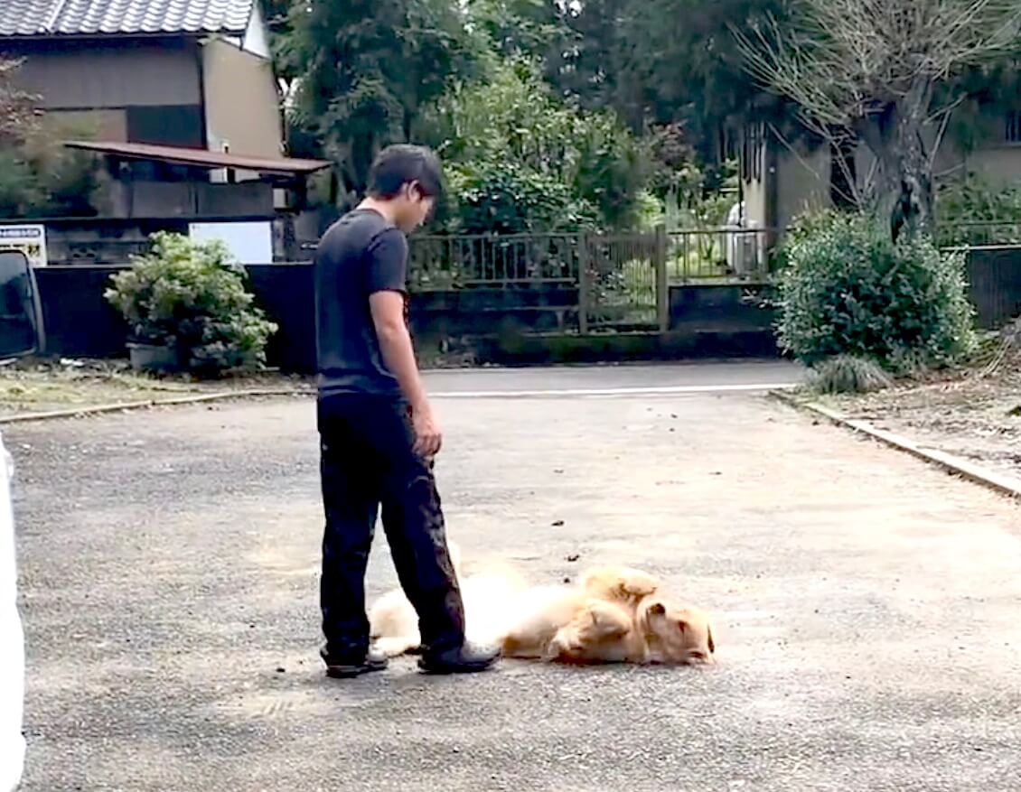 ゴールデンレトリーバー,動画