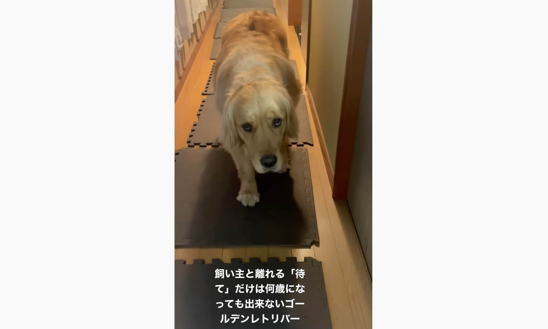 ゴールデンレトリーバー,動画