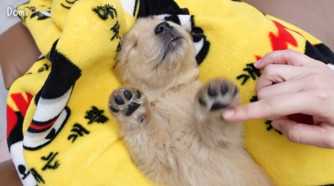 ゴールデンレトリーバー,動画