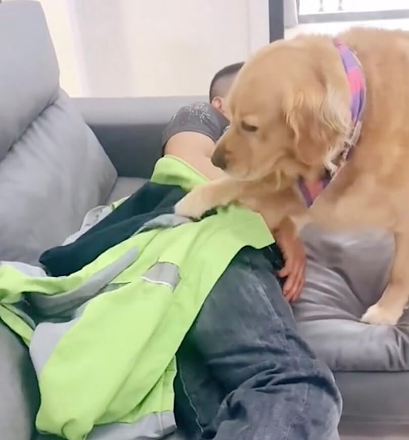 ゴールデンレトリーバー,動画