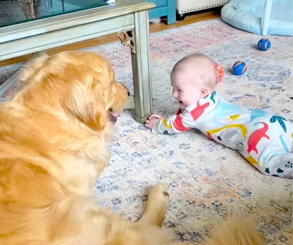 ゴールデンレトリーバー,動画