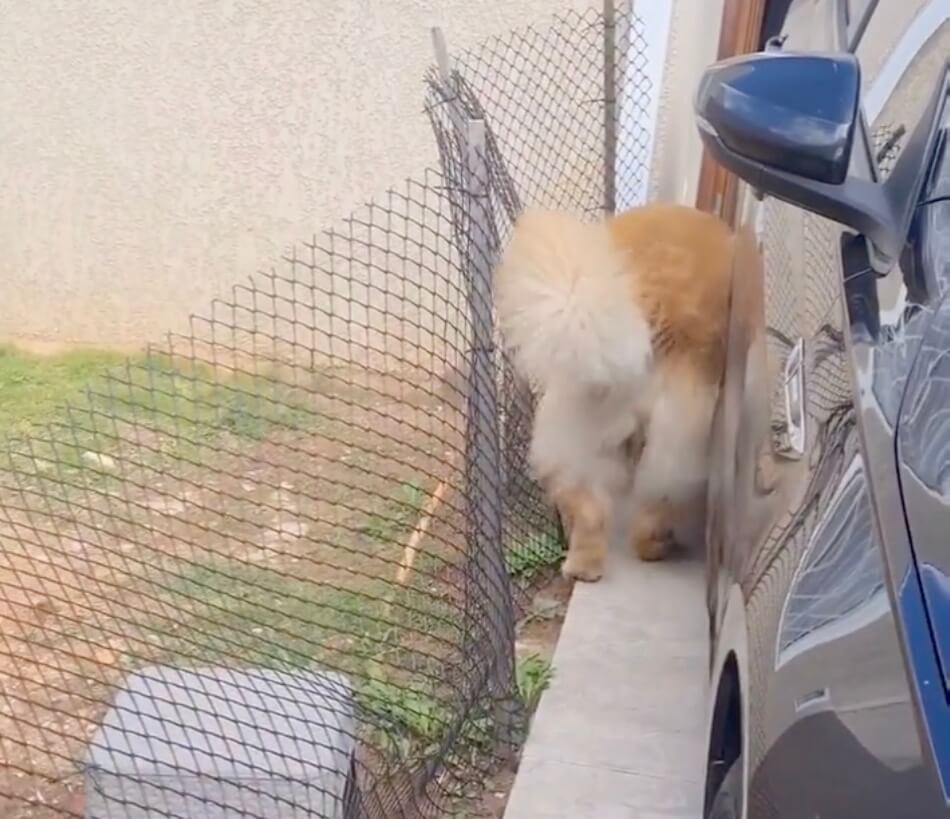 ゴールデンレトリーバー,動画