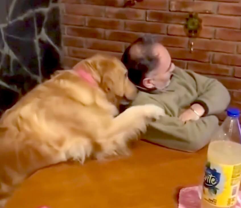 ゴールデンレトリーバー,動画