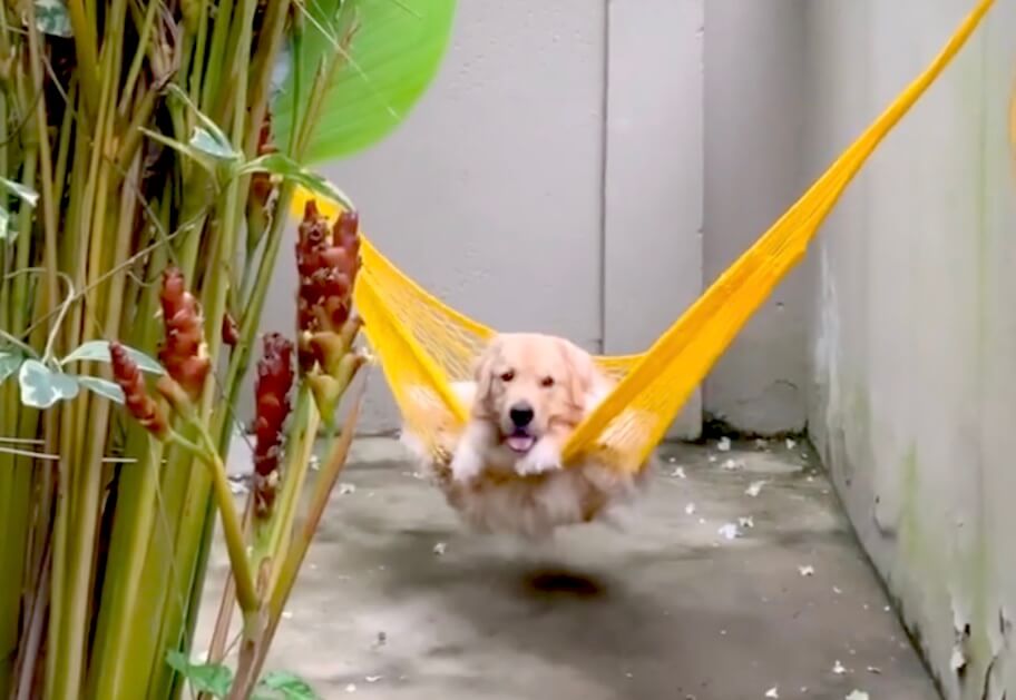 ゴールデンレトリーバー,動画