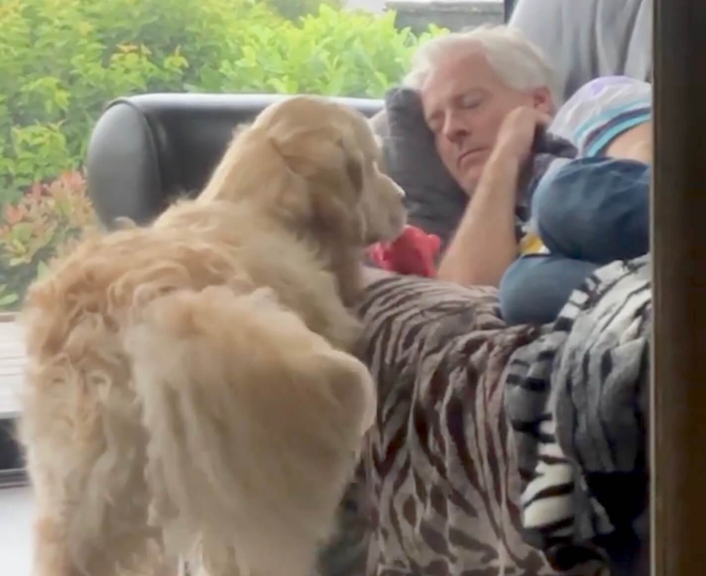 ゴールデンレトリーバー,動画