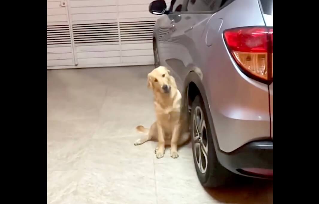 ゴールデンレトリーバー,動画