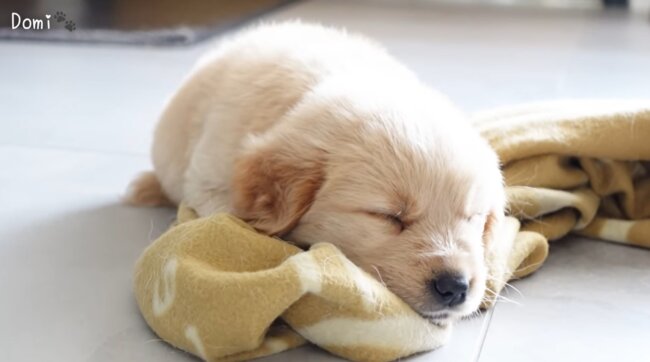 ゴールデンレトリーバー,動画