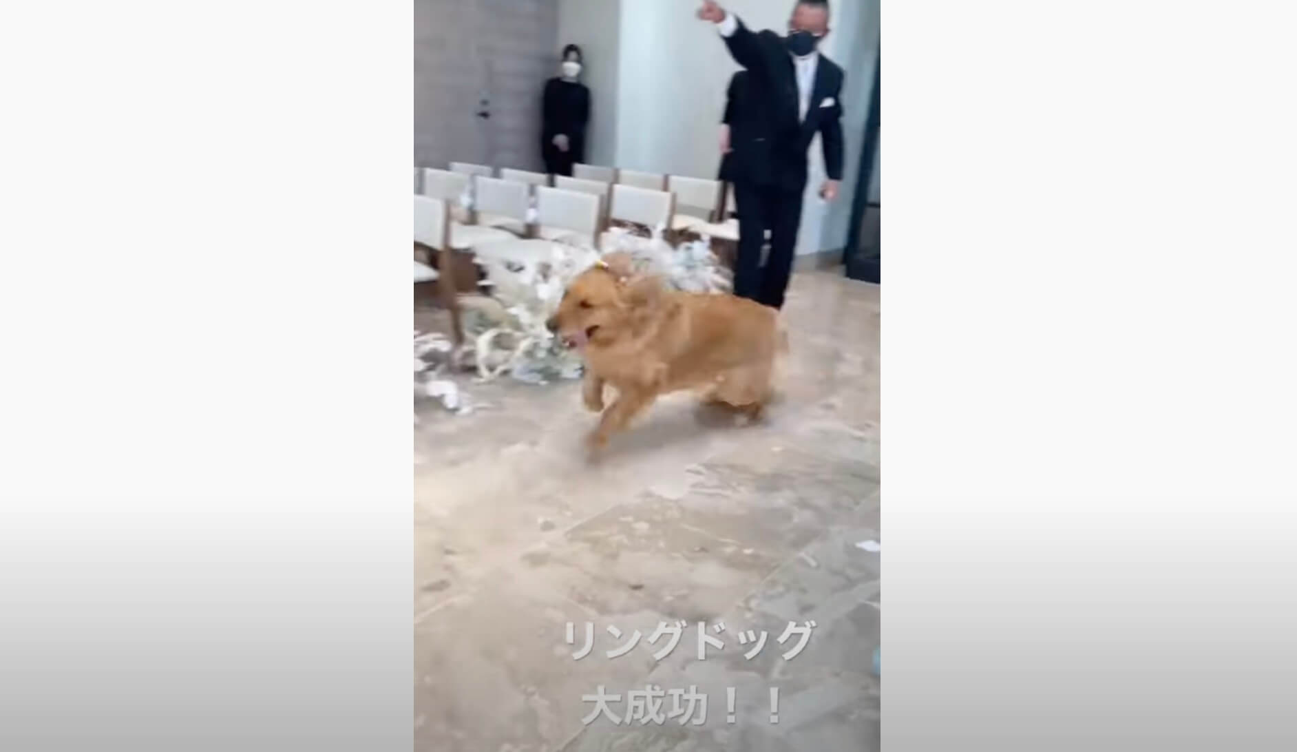 ゴールデンレトリーバー,動画